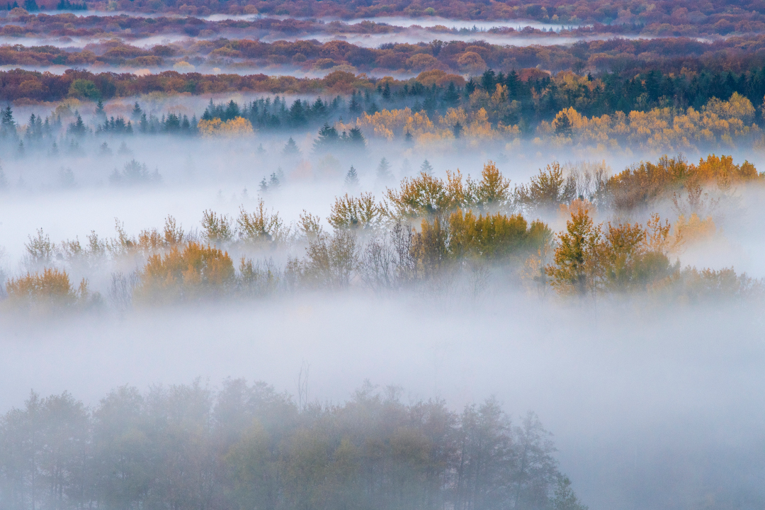 Forêt vue de haut